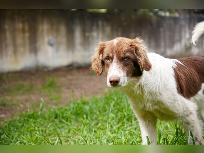 Darios sucht ein Zuhause