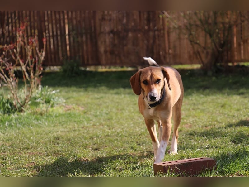 Verschmuste Familienhündin Nellie sucht ihr Zuhause - In der Südpfalz zu besuchen
