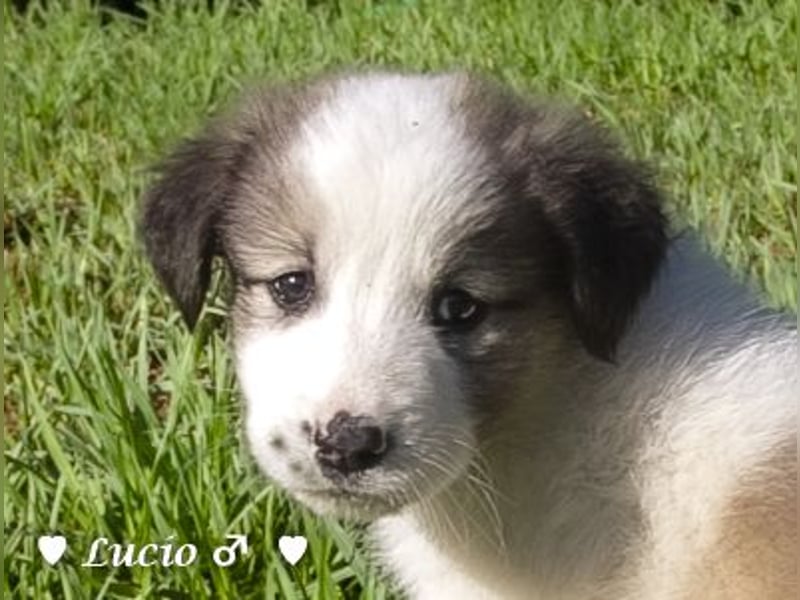 Luise, Luigi, Lucio und Peppito suchen ein Zuhause