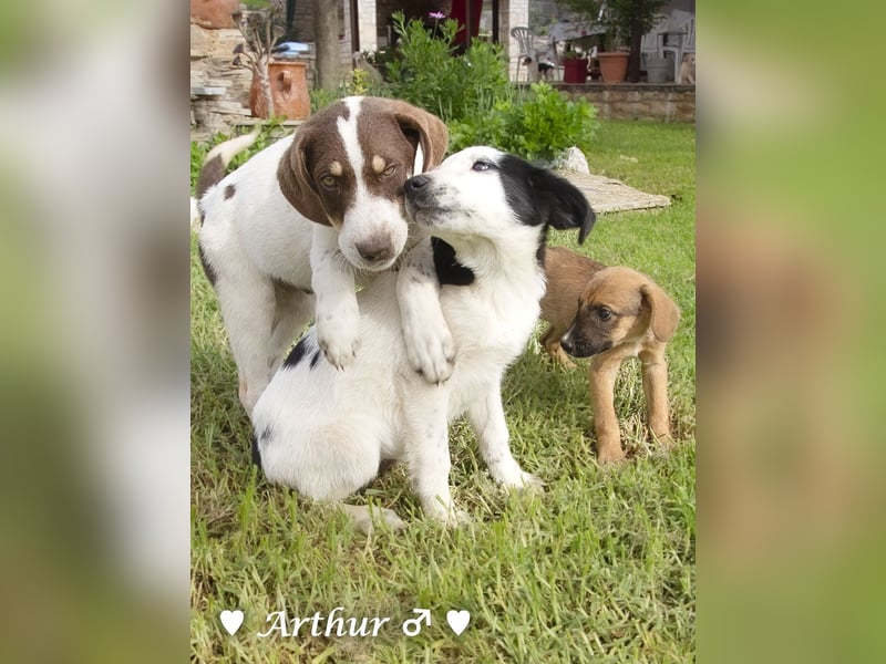 Arthur  und Argos  suchen ab Mitte November ein Zuhause