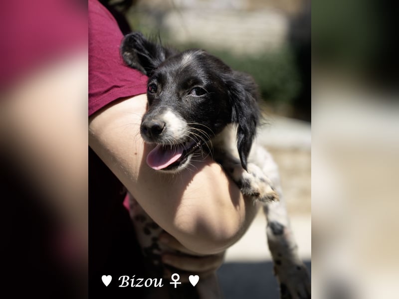 Update: Mischlingswelpen Bado, Bizou, Bilka  und Biala suchen ein Zuhause