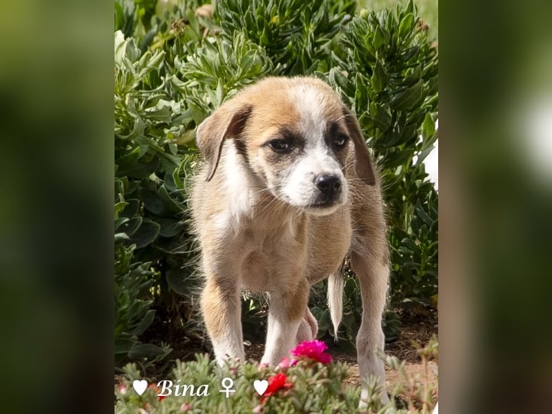 Barney, Bella, Bibi und Bina suchen ab Mitte November ein Zuhause