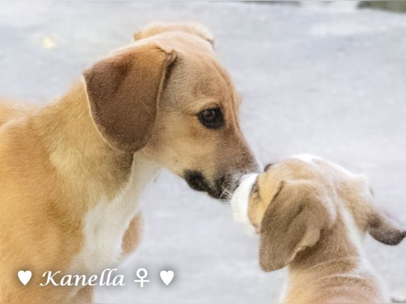 Kanella  sucht ein  Zuhause