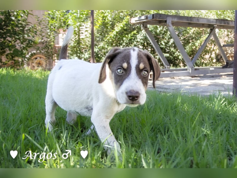 Arthur  und Argos  suchen ab Mitte November ein Zuhause