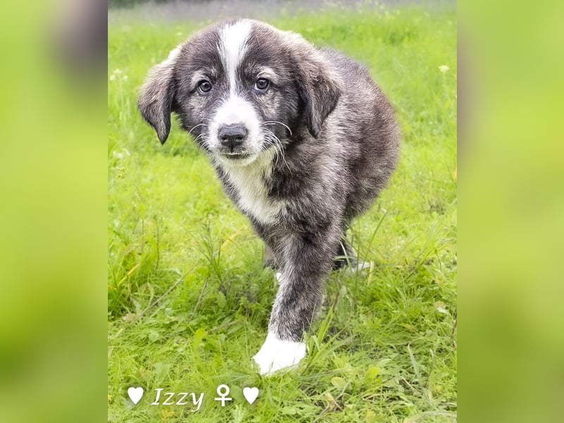 Ira, Iris und Izzy suchen ab Januar ein Zuhause