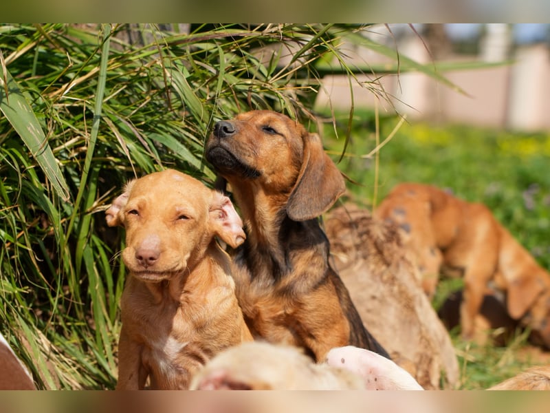 Gina, Giorgi, Gaia und Gino suchen ein Zuhause