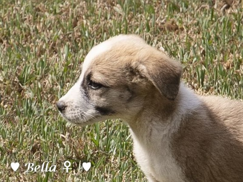 Barney, Bella, Bibi und Bina suchen ab Mitte November ein Zuhause