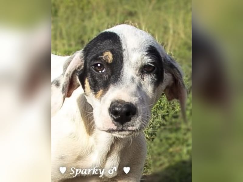 Sparky  sucht ein Zuhause