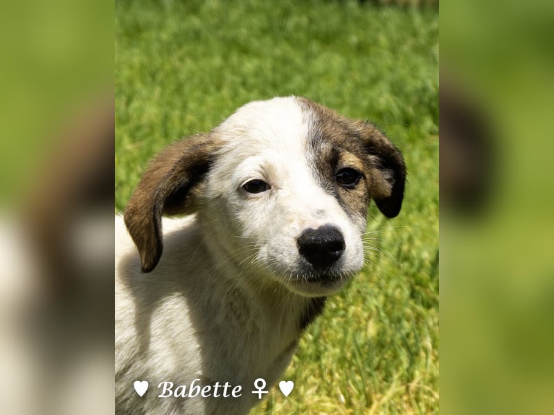Bacardi, Biala, Babette und Bizou suchen ab August ihr Zuhause