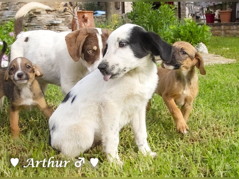 Arthur  und Argos  suchen ab Mitte November ein Zuhause