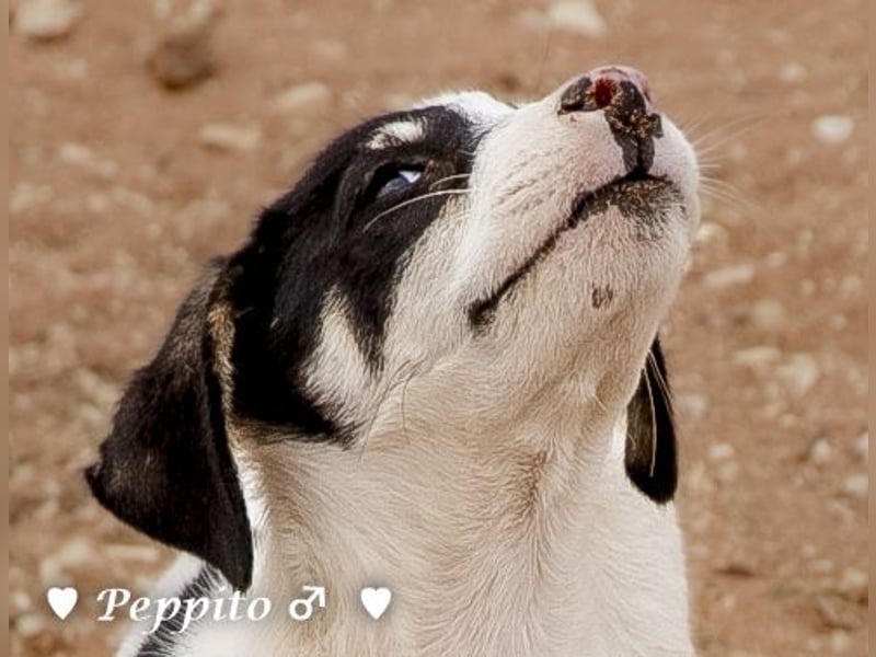 Update: Peppito  sucht ein Zuhause