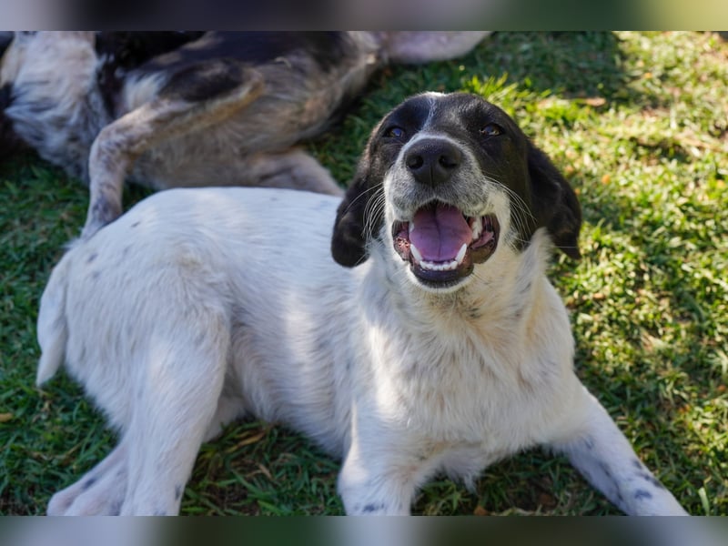 Dora, Darios, Dakis und Damon suchen ein Zuhause