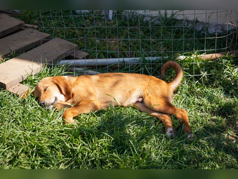 Elias und Elton  suchen  ein Zuhause