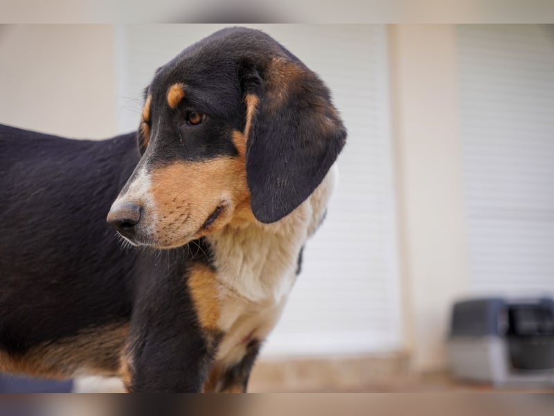 Doros, Dinos, Deri und Dex  suchen ein Zuhause