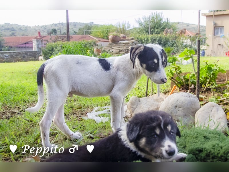 Update: Peppito  sucht ein Zuhause