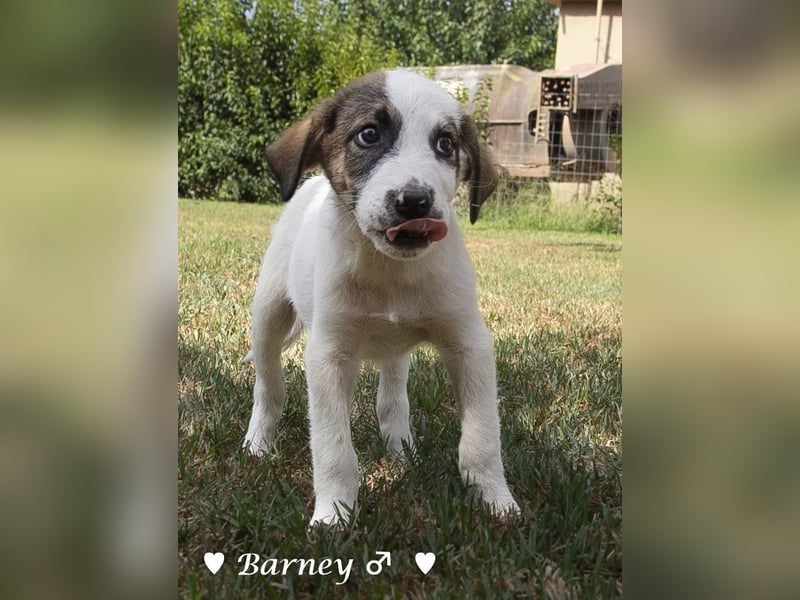Barney, Bella, Bibi und Bina suchen ab Mitte November ein Zuhause
