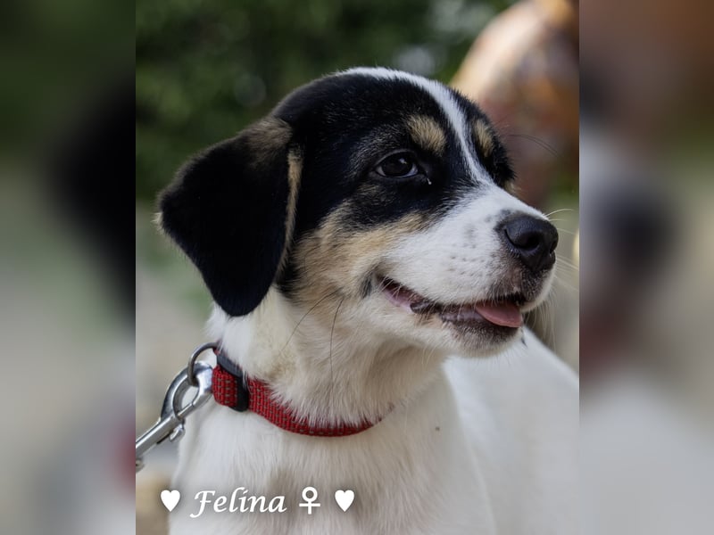 Prince und Felina  suchen ein Zuhause