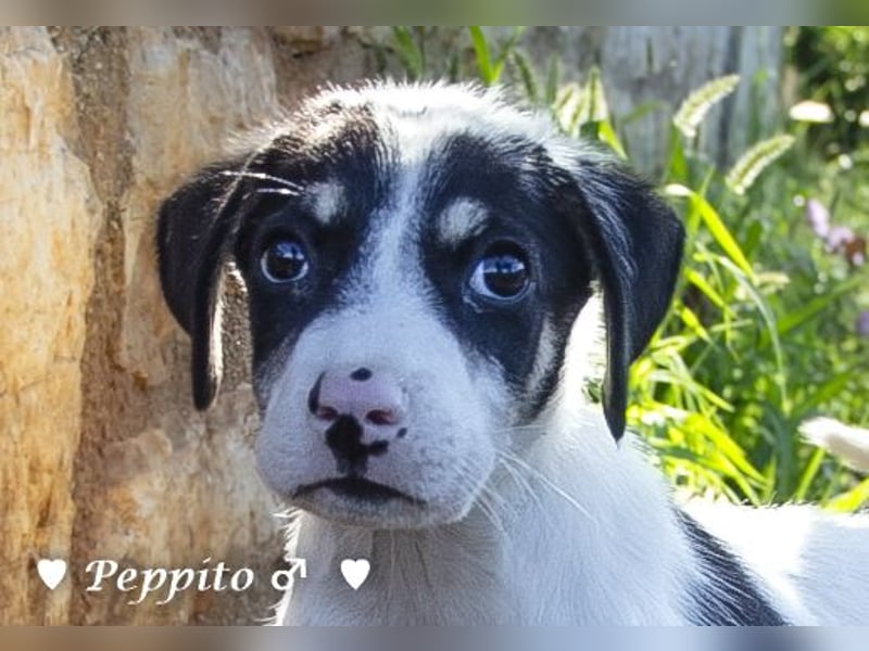 Peppito sucht ein Zuhause
