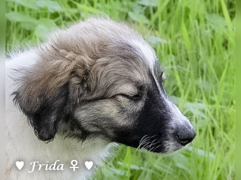 Felicita, Felix, Flori, Fanny, Frida und Fine suchen ab Ende Dezember ein Zuhause