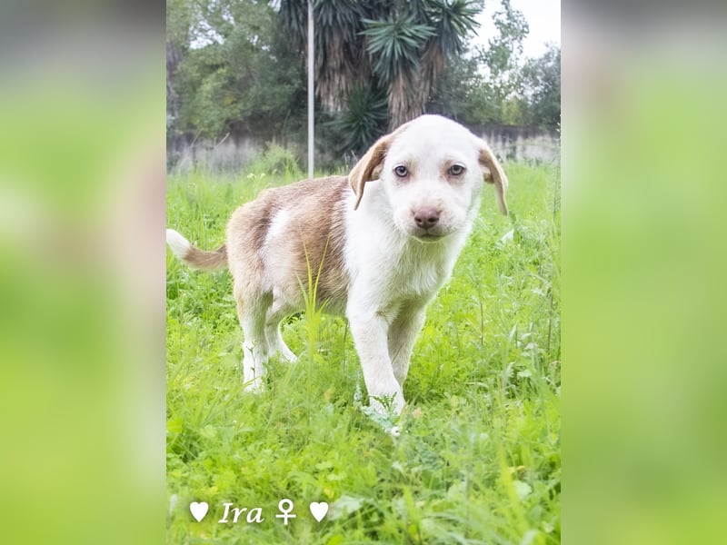 Ira, Iris und Izzy suchen ab Januar ein Zuhause