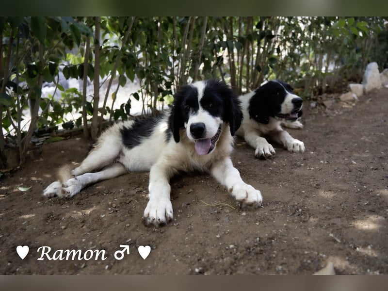 Ramon, Ralf, Randy, Ray und Raischa suchen ein Zuhause