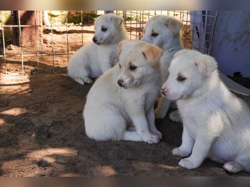 Unsere süßen Schneeflocken suchen ein Zuhause