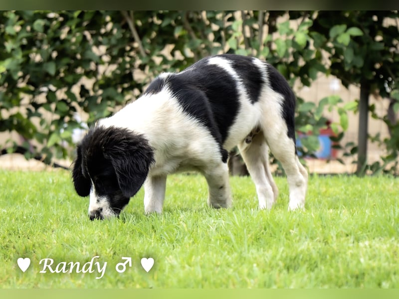 Ramon, Ralf, Randy, Ray und Raischa suchen ein Zuhause