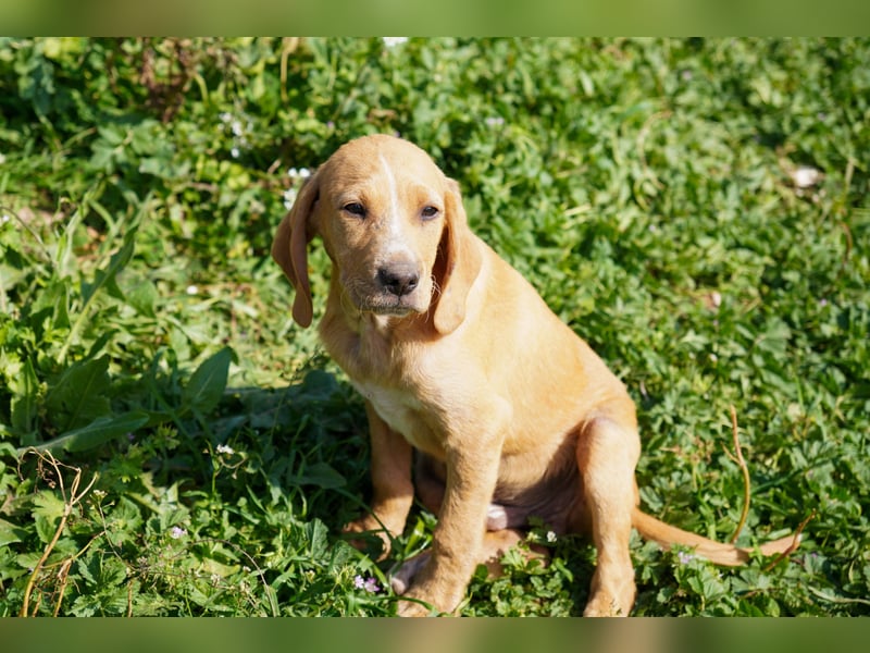 Gina, Giorgi, Gaia und Gino suchen ein Zuhause