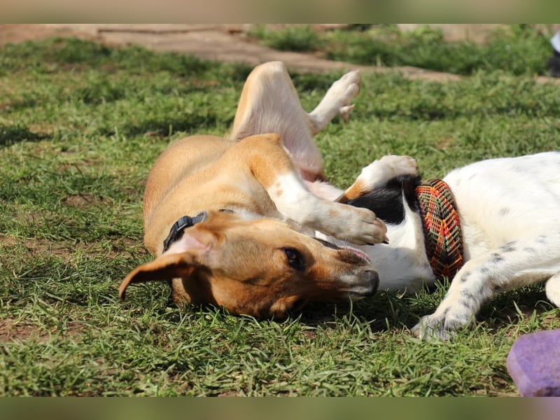 Verschmuste Familienhündin Nellie sucht ihr Zuhause - In der Südpfalz zu besuchen