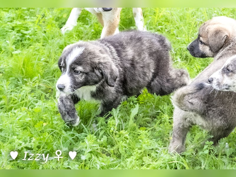 Ira, Iris und Izzy suchen ab Januar ein Zuhause