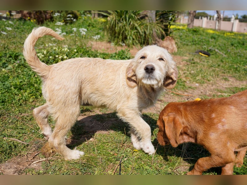 Willie, Wilma und Summer suchen ein Zuhause
