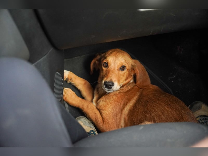 Elias und Elton  suchen  ein Zuhause