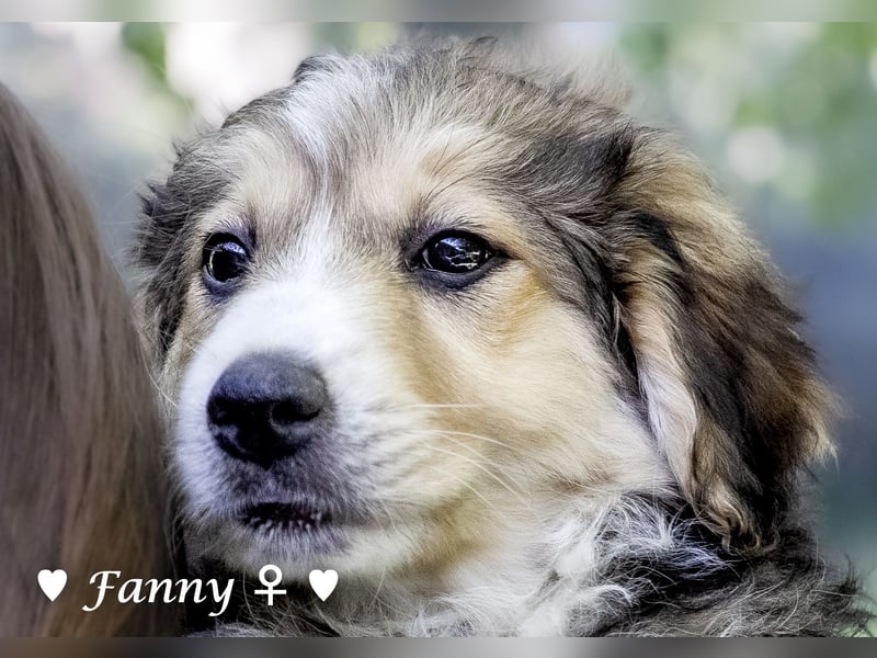 Felicita, Felix, Flori, Fanny, Frida und Fine suchen ab Ende Dezember ein Zuhause