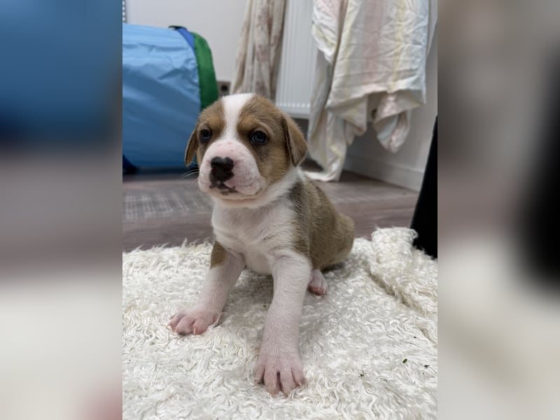 Im Westerwald zu besuchen: Zehn kleine Leben suchen ihr Für-immer-Zuhause