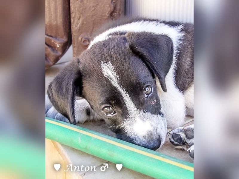 Arthur  und Argos  suchen ab Mitte November ein Zuhause