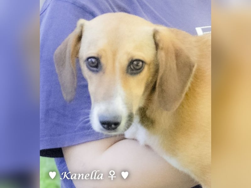 Kanella  sucht ein  Zuhause
