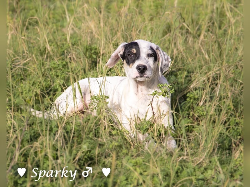 Sparky  sucht ein Zuhause