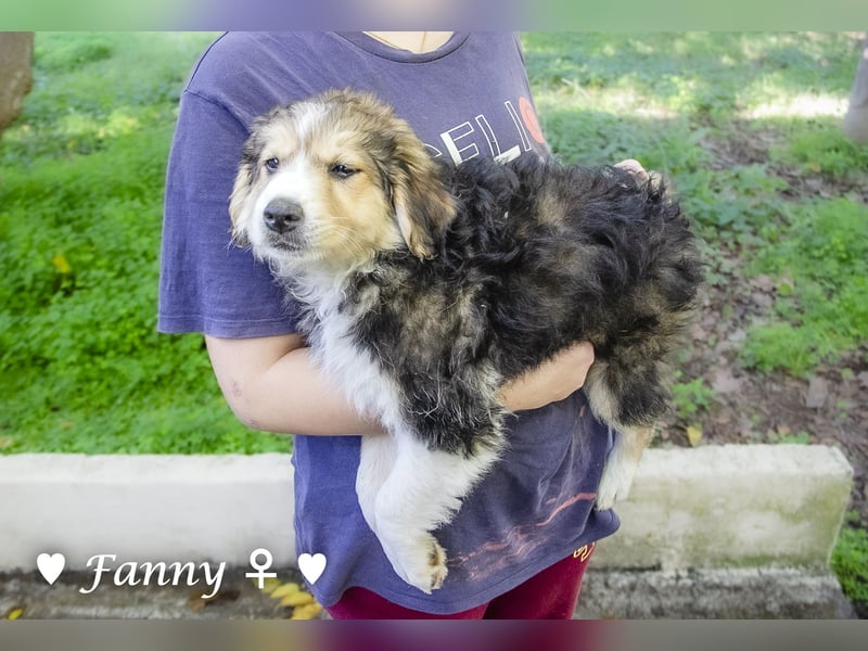 Felicita, Felix, Flori, Fanny, Frida und Fine suchen ab Ende Dezember ein Zuhause