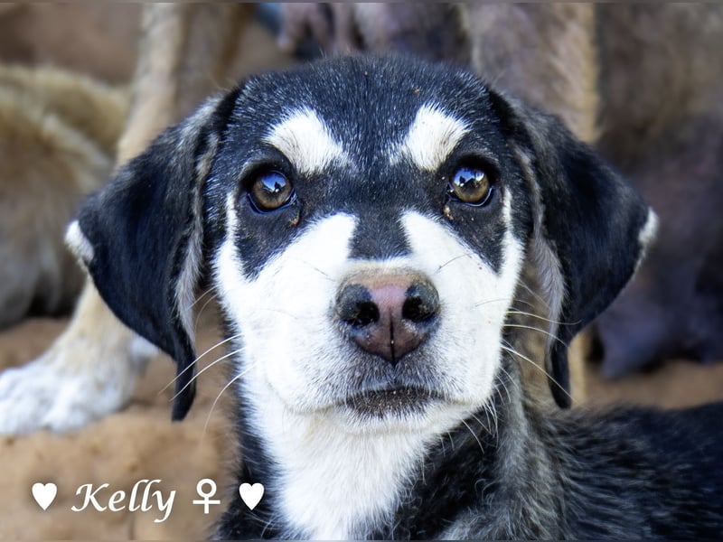 Kelly, Lucky und Brisco suchen ein Zuhause