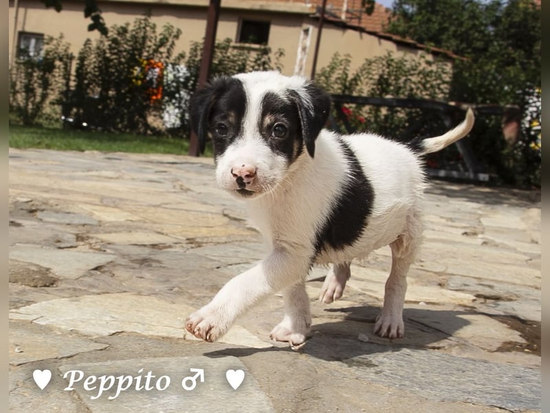 Luise, Luigi, Lucio und Peppito suchen ein Zuhause