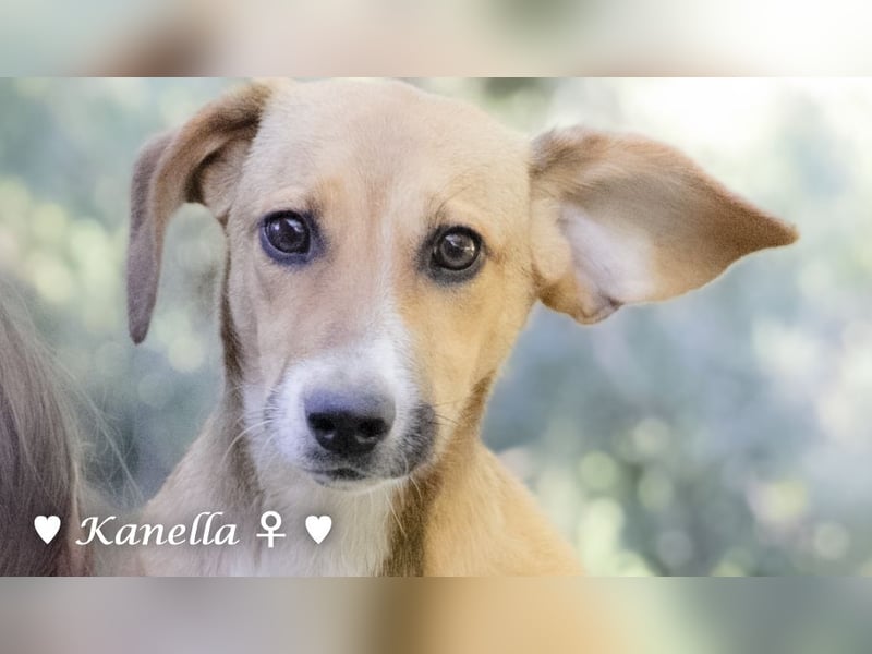 Kanella  sucht ein  Zuhause