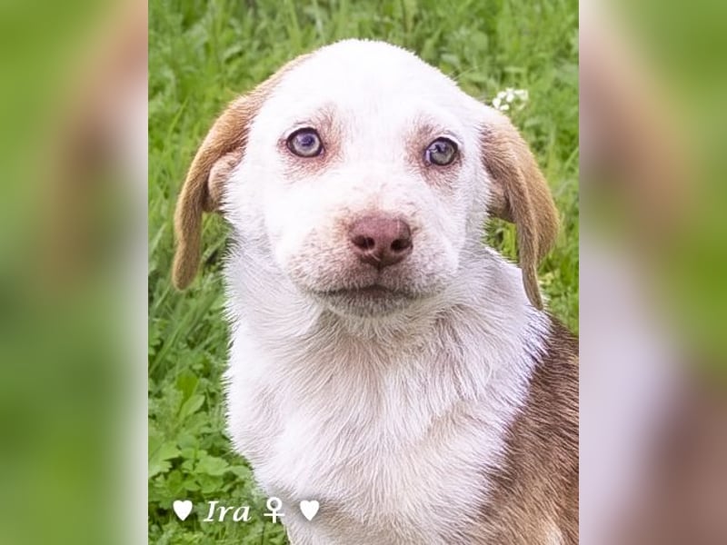 Ira, Iris und Izzy suchen ab Januar ein Zuhause