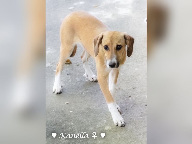Kanella  sucht ein  Zuhause
