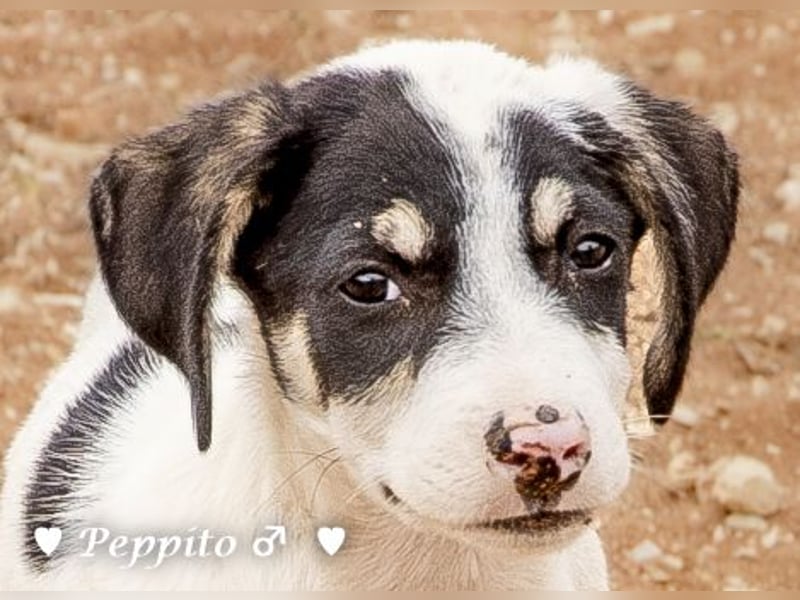 Update: Peppito  sucht ein Zuhause