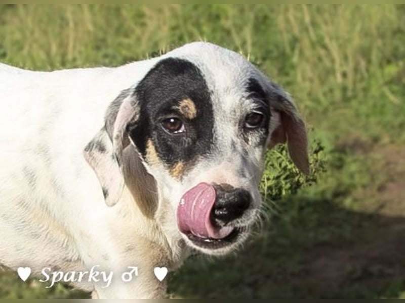 Sparky  sucht ein Zuhause