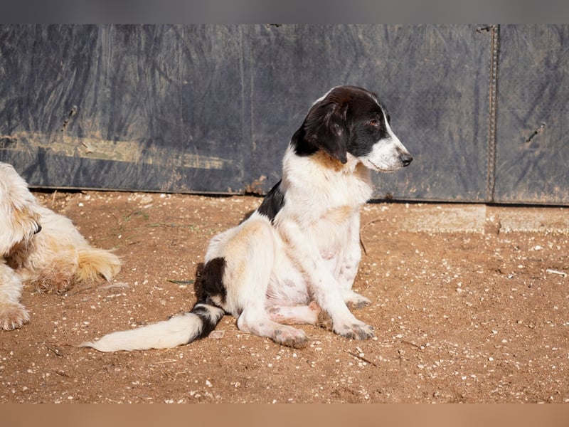 Darios, Dakis und Damon suchen ein Zuhause
