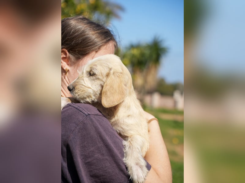 Willie, Wilma und Summer suchen ein Zuhause