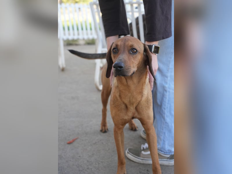 Familienhündin Luna sucht ein Zuhause