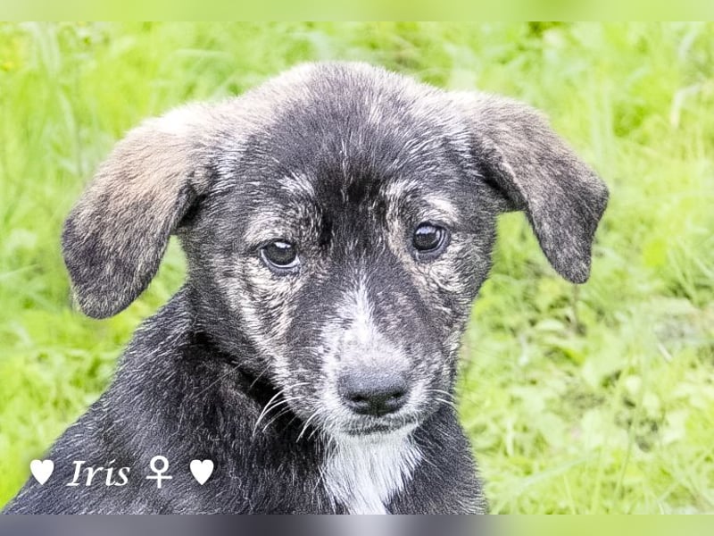 Ira, Iris und Izzy suchen ab Januar ein Zuhause