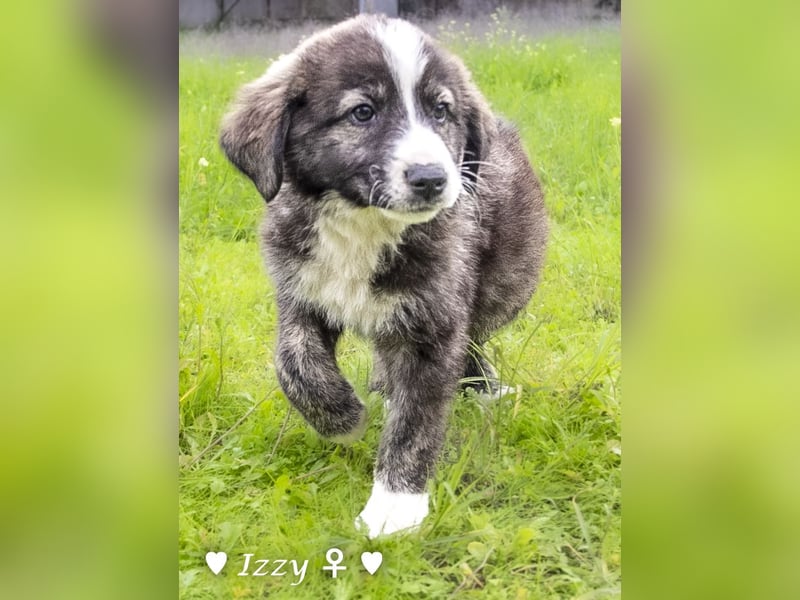 Ira, Iris und Izzy suchen ab Januar ein Zuhause